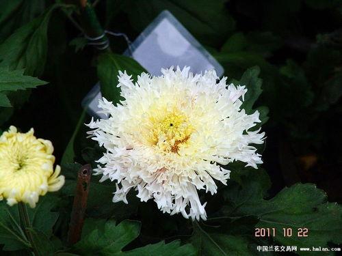 菊花图片欣赏,一幅菊花图中的诗意画卷