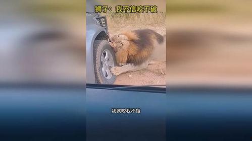 搞笑狮子配音,搞笑配音版，笑料百出，狮王也疯狂